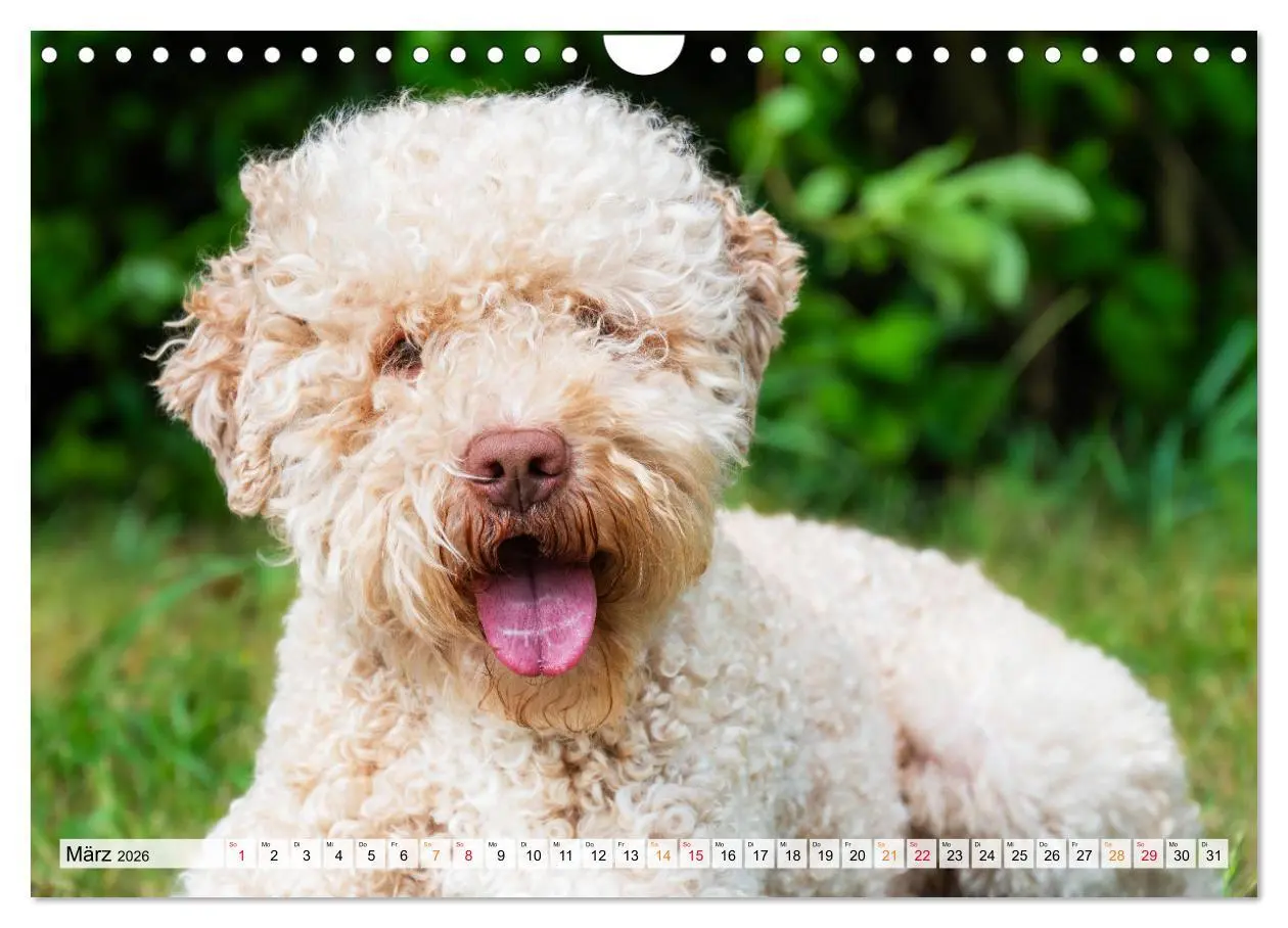 Bild: 9783457365069 | Lagotto Romagnolo - der Trüffelhund Italiens (Wandkalender 2026 DIN...