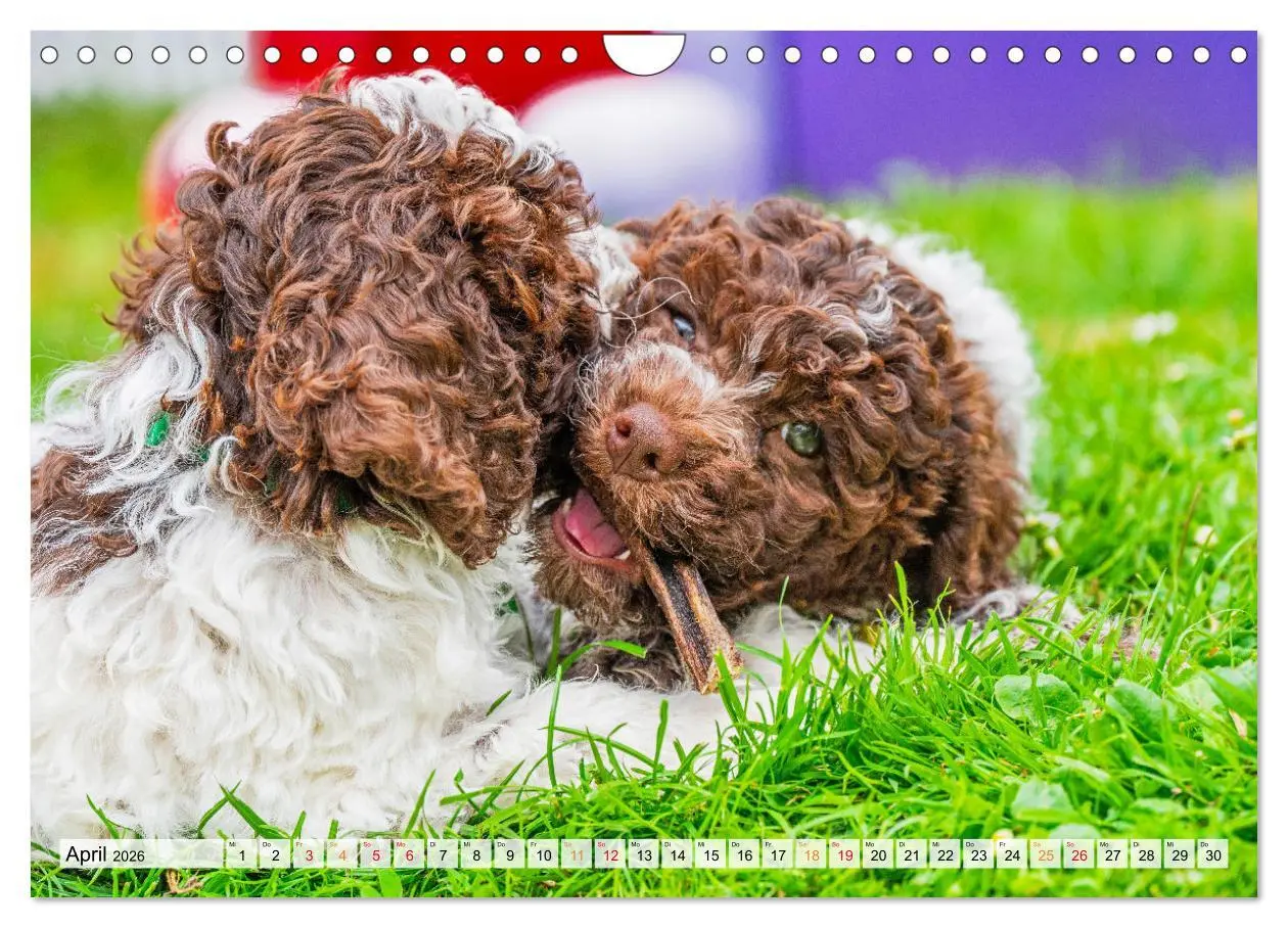 Bild: 9783457365069 | Lagotto Romagnolo - der Trüffelhund Italiens (Wandkalender 2026 DIN...