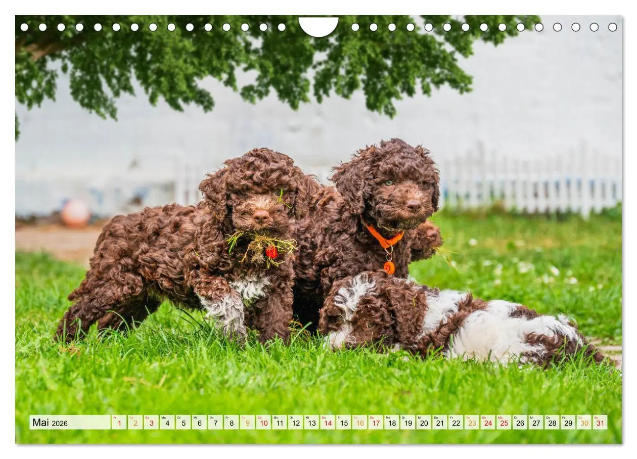 Bild: 9783457365069 | Lagotto Romagnolo - der Trüffelhund Italiens (Wandkalender 2026 DIN...