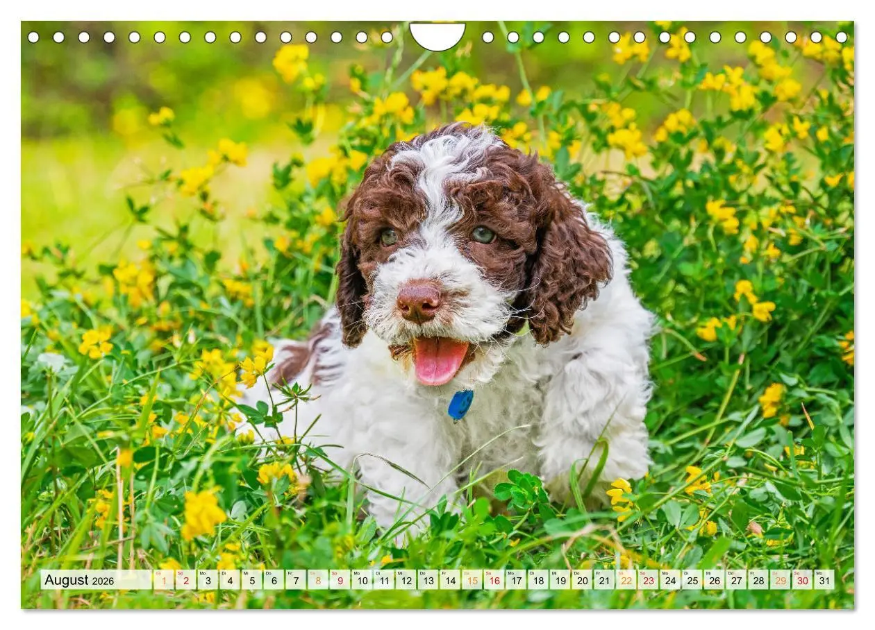 Bild: 9783457365069 | Lagotto Romagnolo - der Trüffelhund Italiens (Wandkalender 2026 DIN...
