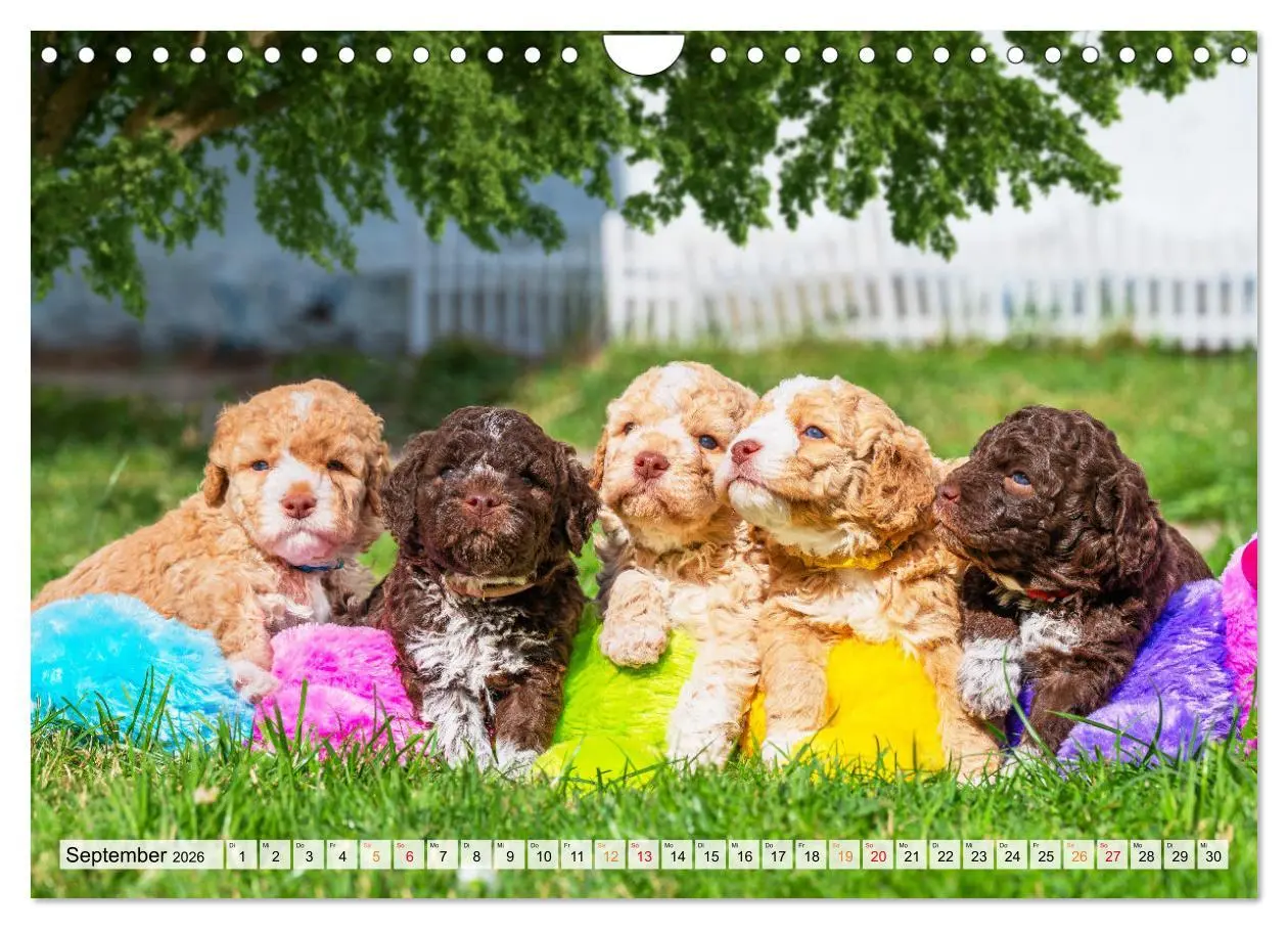 Bild: 9783457365069 | Lagotto Romagnolo - der Trüffelhund Italiens (Wandkalender 2026 DIN...
