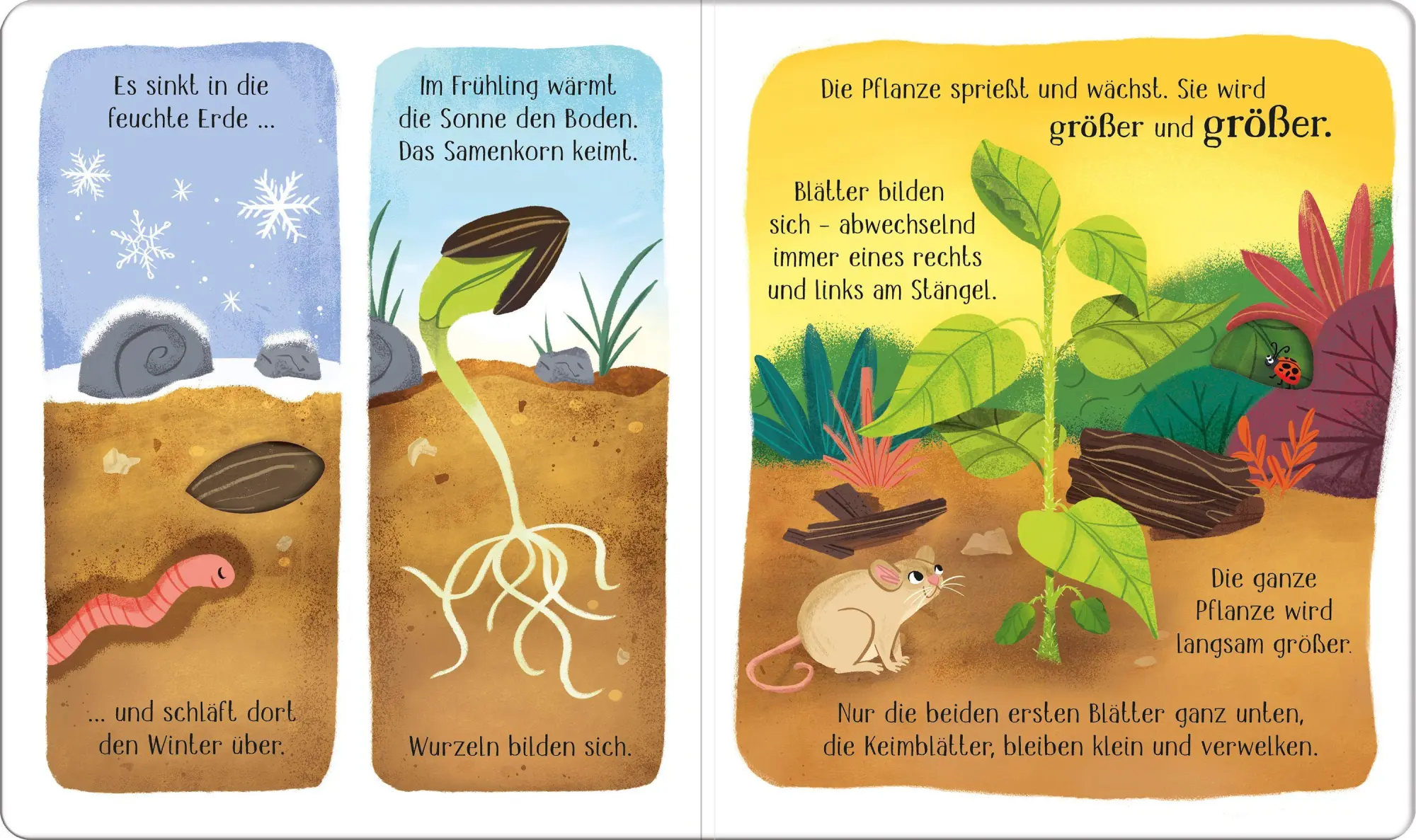 Bild: 9781035705269 | Schau mal, wie ich wachse! Vom Samenkorn zur Blume | Lesley Sims