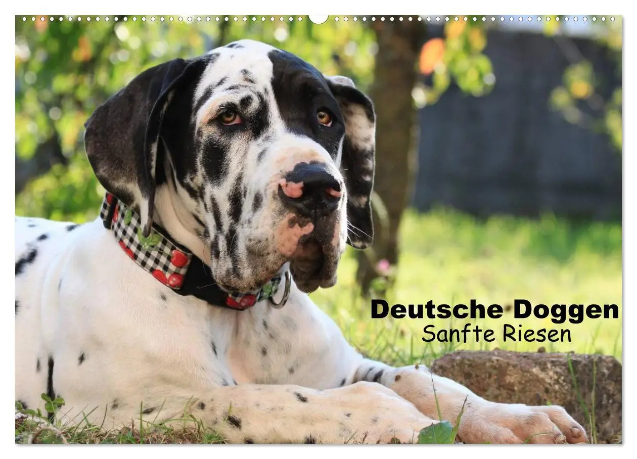 Cover: 9783457965269 | Deutsche Doggen - Sanfte Riesen (Wandkalender 2026 DIN A2 quer),...
