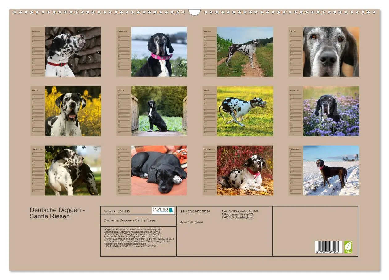 Bild: 9783457965269 | Deutsche Doggen - Sanfte Riesen (Wandkalender 2026 DIN A2 quer),...