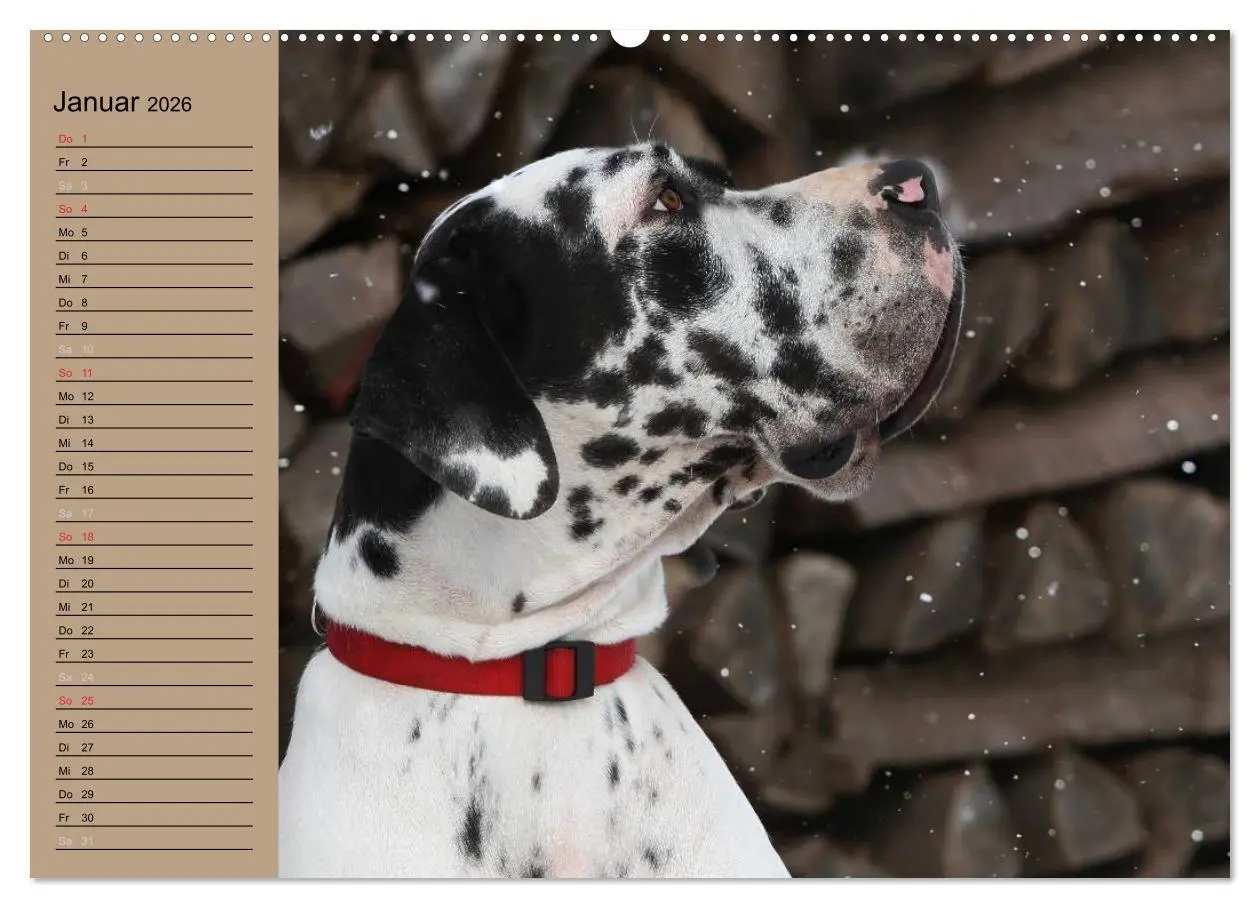 Bild: 9783457965269 | Deutsche Doggen - Sanfte Riesen (Wandkalender 2026 DIN A2 quer),...