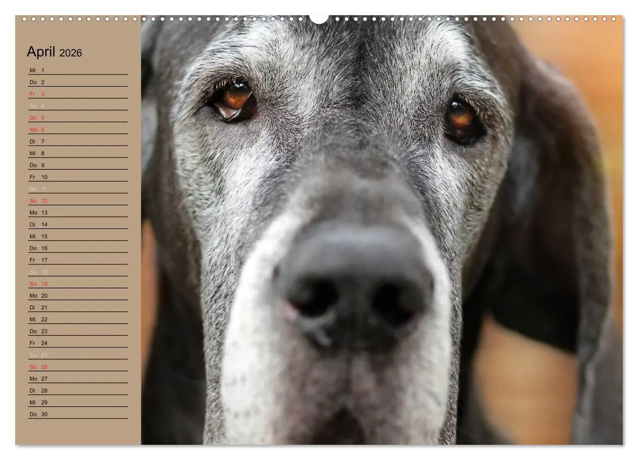 Bild: 9783457965269 | Deutsche Doggen - Sanfte Riesen (Wandkalender 2026 DIN A2 quer),...