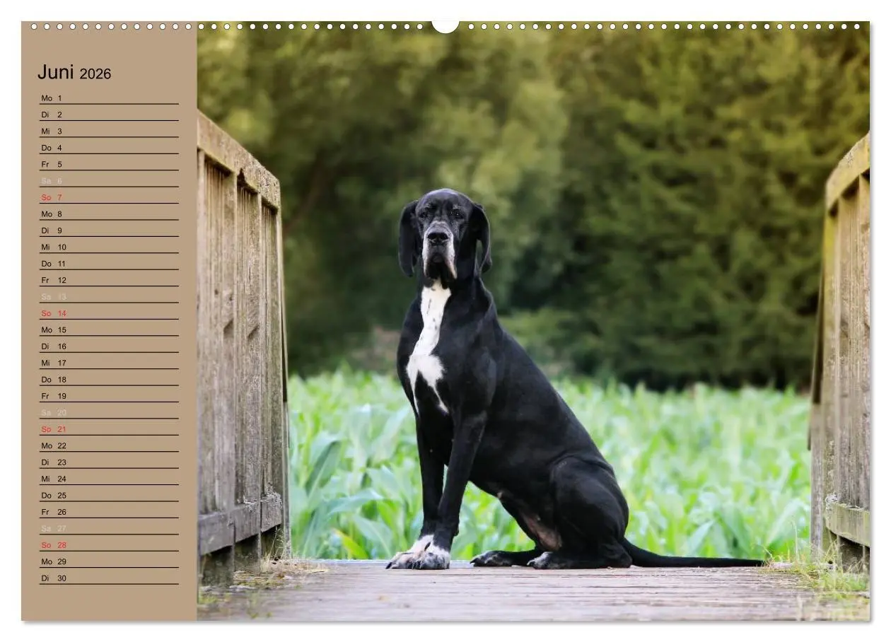 Bild: 9783457965269 | Deutsche Doggen - Sanfte Riesen (Wandkalender 2026 DIN A2 quer),...