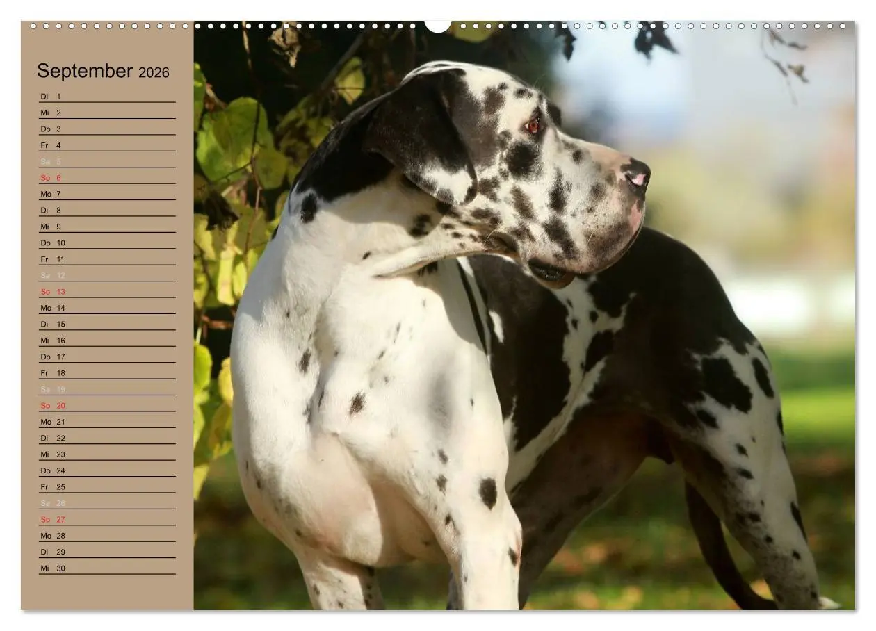 Bild: 9783457965269 | Deutsche Doggen - Sanfte Riesen (Wandkalender 2026 DIN A2 quer),...