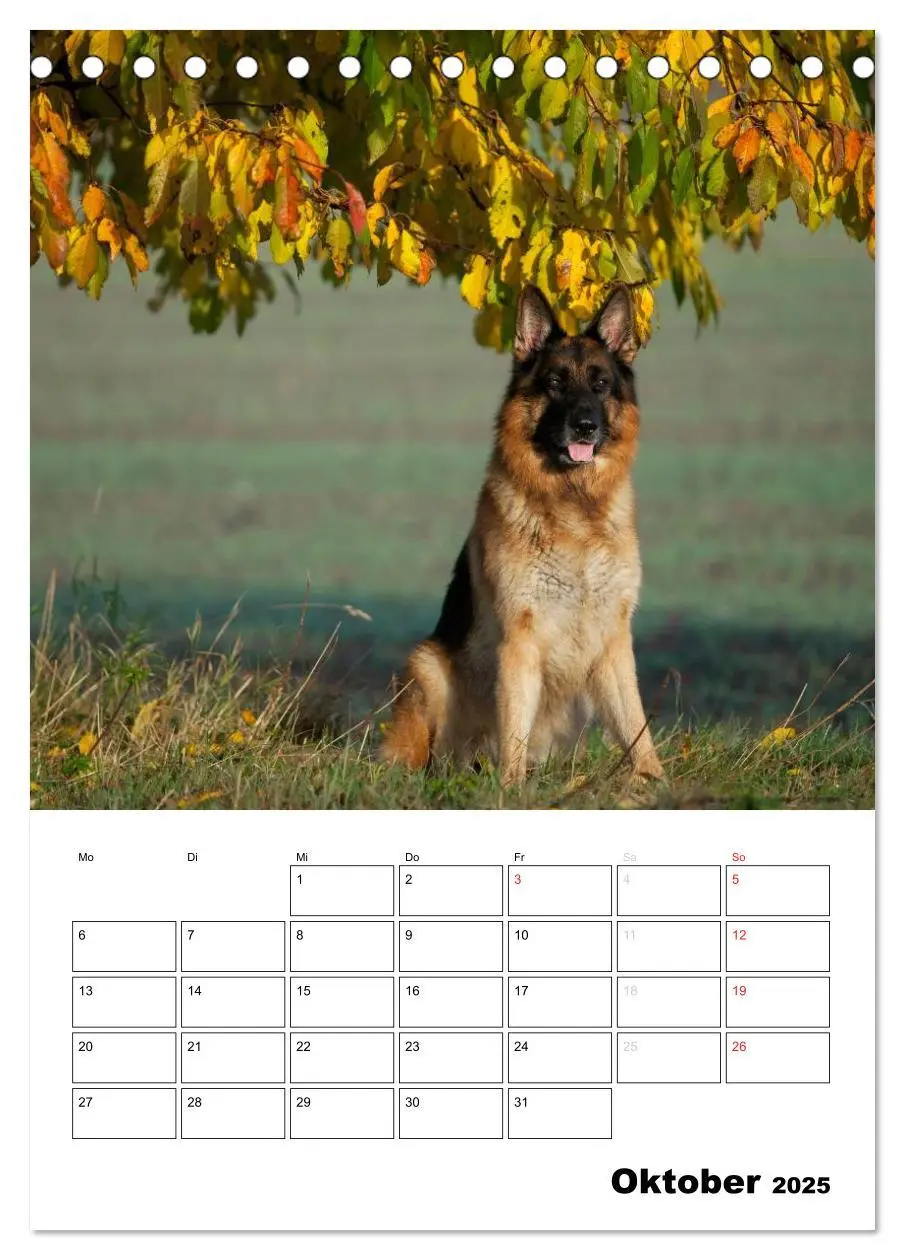 Bild: 9783457025369 | Deutsche Schäferhunde - Seelentröster auf vier Pfoten...