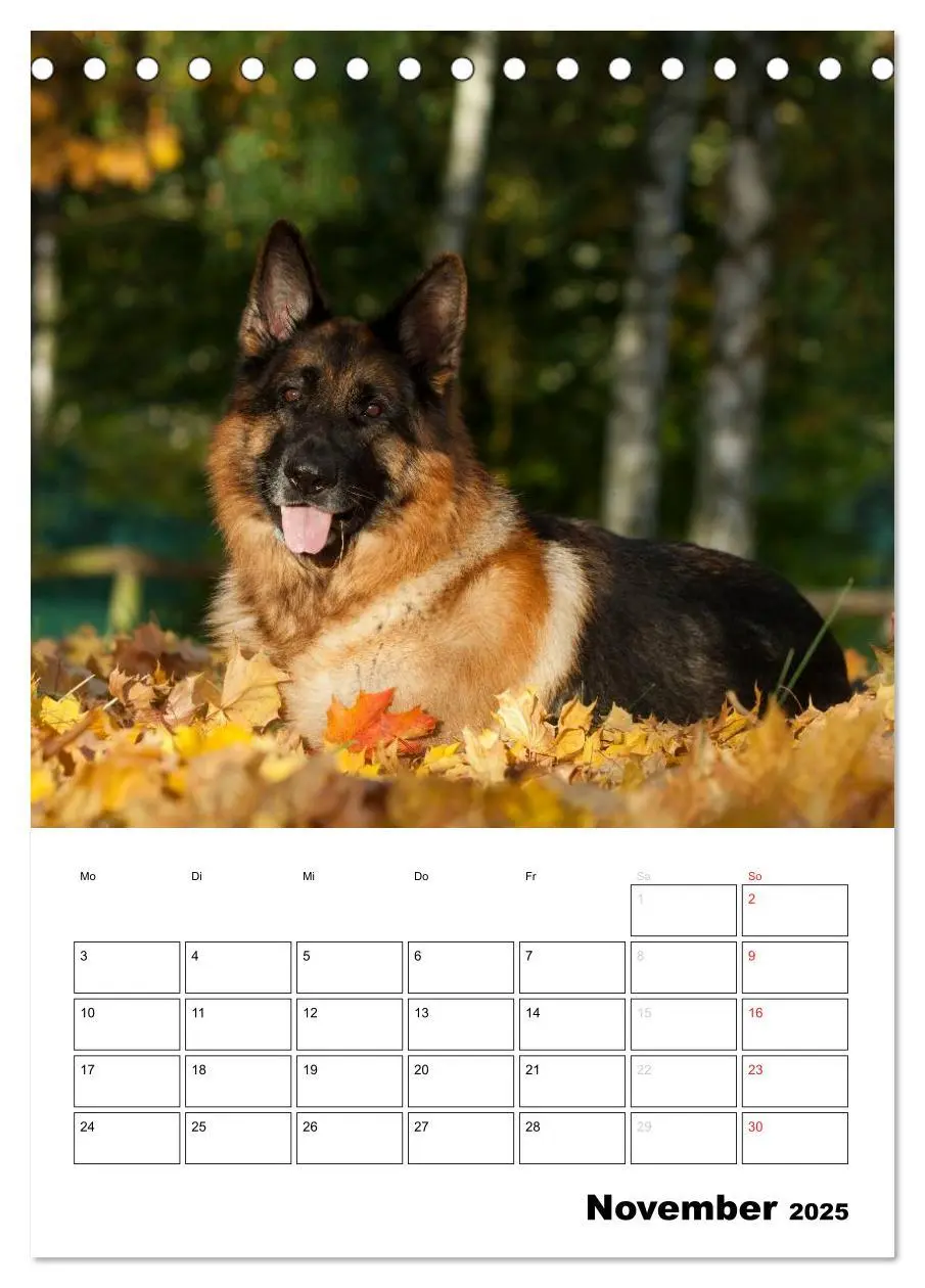 Bild: 9783457025369 | Deutsche Schäferhunde - Seelentröster auf vier Pfoten...