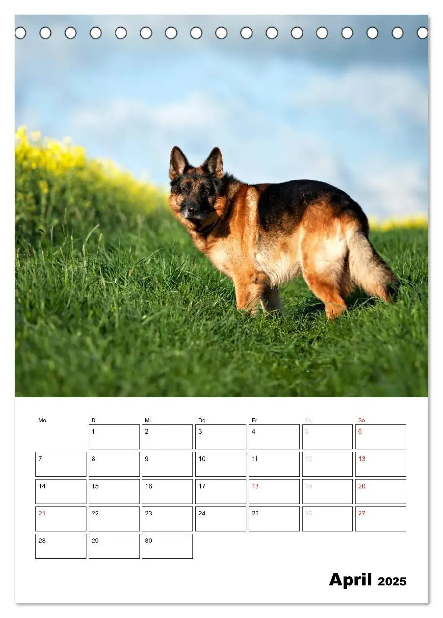 Bild: 9783457025369 | Deutsche Schäferhunde - Seelentröster auf vier Pfoten...