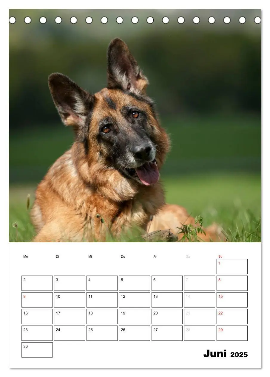 Bild: 9783457025369 | Deutsche Schäferhunde - Seelentröster auf vier Pfoten...