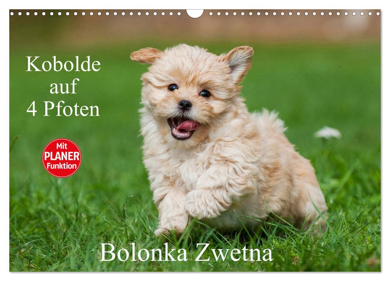 Cover: 9783435545469 | Kobolde auf 4 Pfoten - Bolonka Zwetna (Wandkalender 2025 DIN A3...