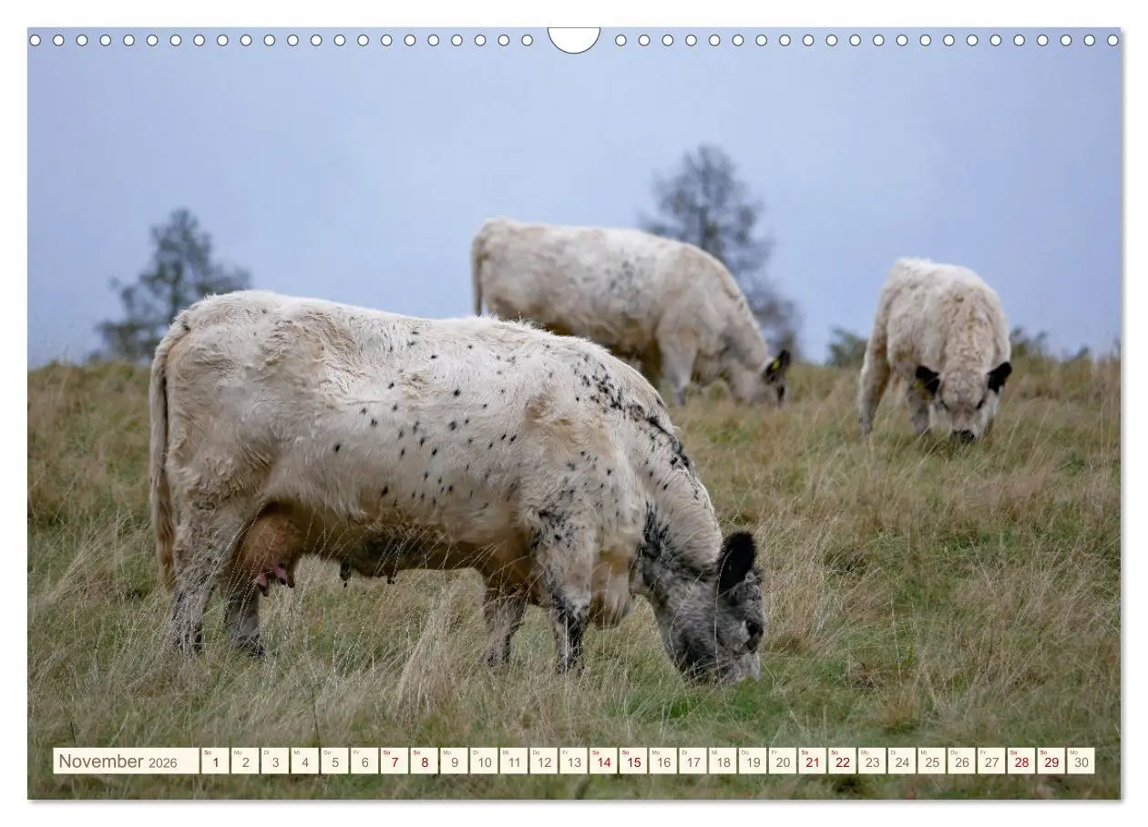 Bild: 9783457555569 | Weiderinder im Frankenwald (Wandkalender 2026 DIN A3 quer),...