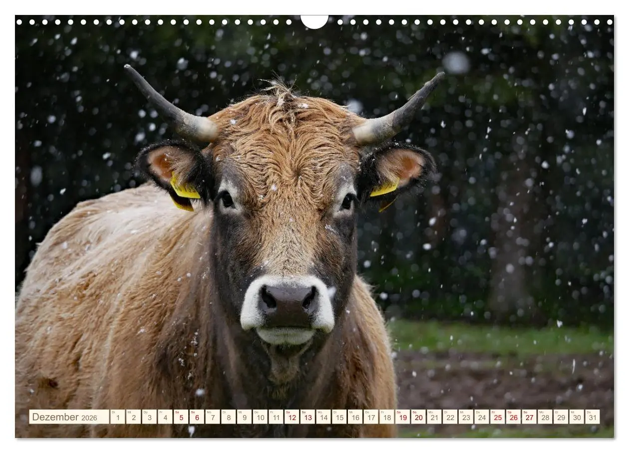 Bild: 9783457555569 | Weiderinder im Frankenwald (Wandkalender 2026 DIN A3 quer),...