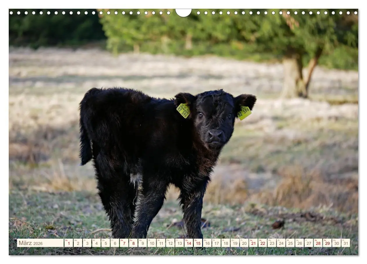 Bild: 9783457555569 | Weiderinder im Frankenwald (Wandkalender 2026 DIN A3 quer),...
