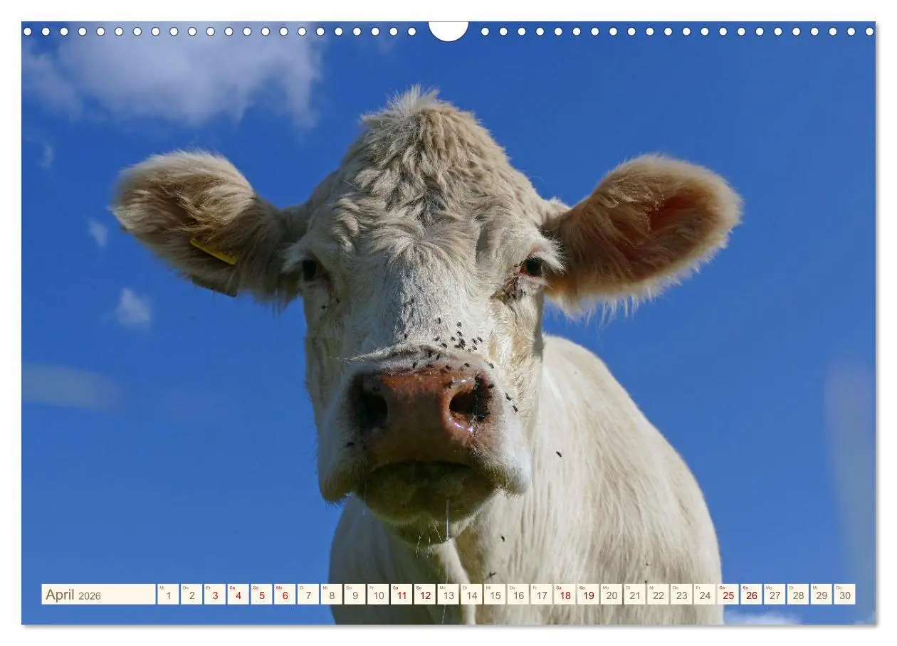 Bild: 9783457555569 | Weiderinder im Frankenwald (Wandkalender 2026 DIN A3 quer),...