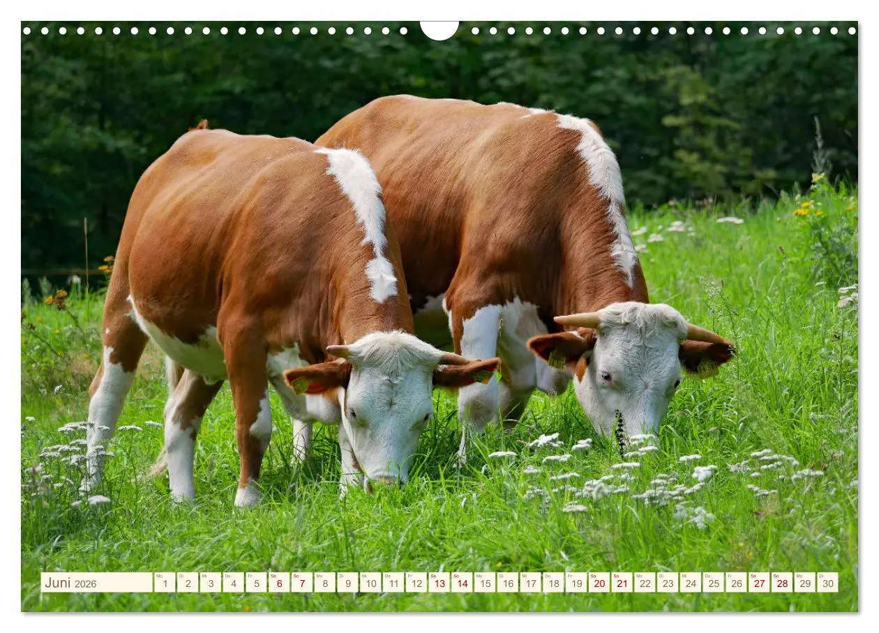 Bild: 9783457555569 | Weiderinder im Frankenwald (Wandkalender 2026 DIN A3 quer),...