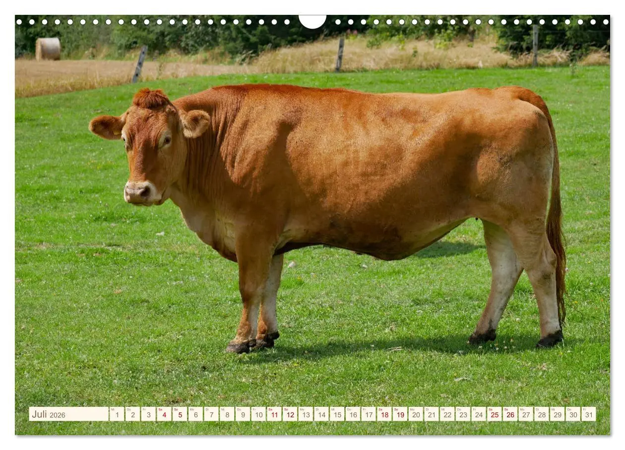 Bild: 9783457555569 | Weiderinder im Frankenwald (Wandkalender 2026 DIN A3 quer),...
