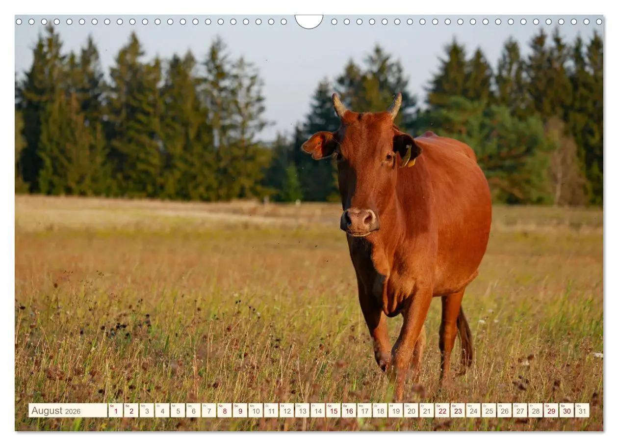 Bild: 9783457555569 | Weiderinder im Frankenwald (Wandkalender 2026 DIN A3 quer),...