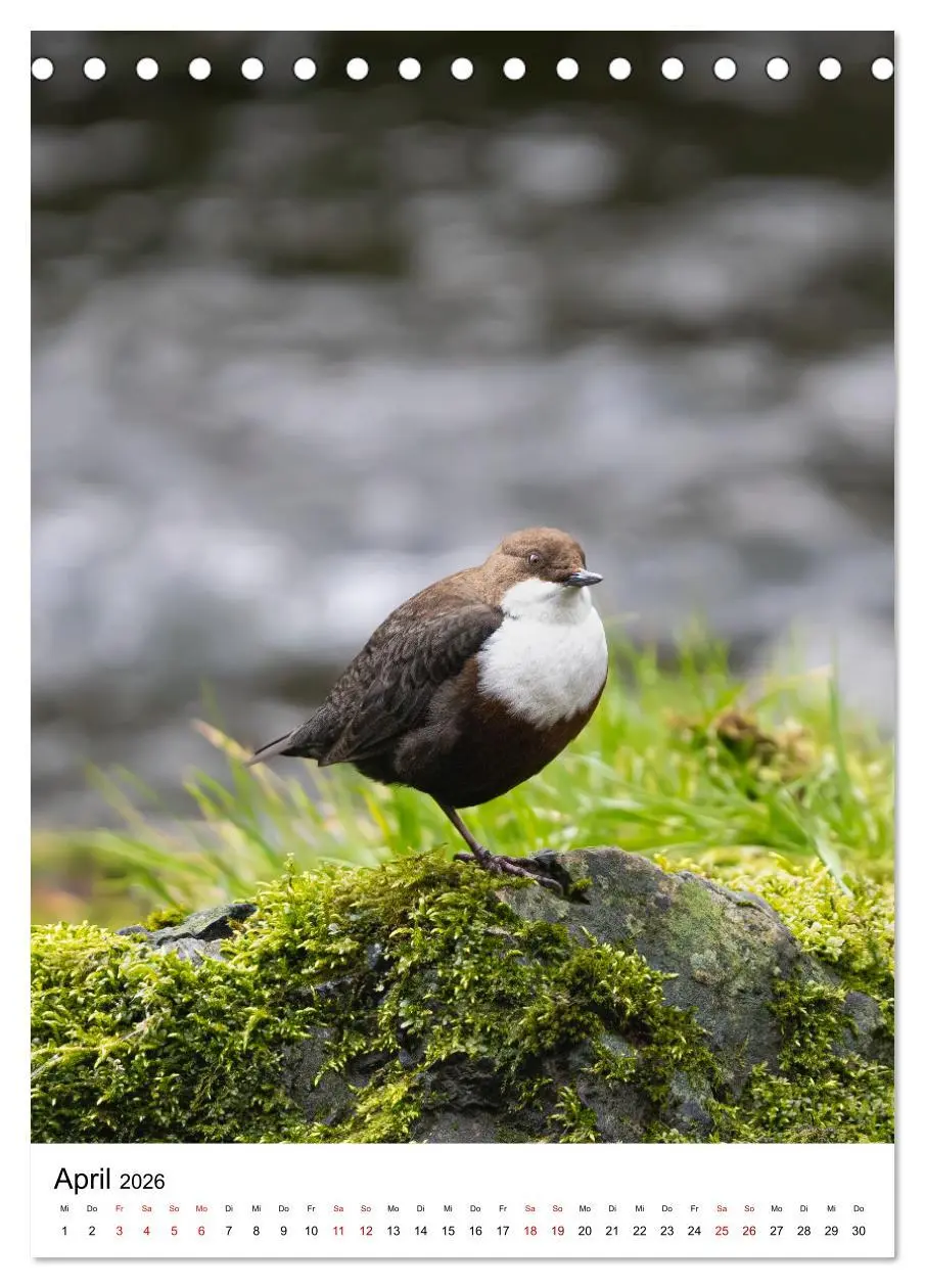 Bild: 9783516335569 | Heimische Vögel in Ihren Gärten (Tischkalender 2026 DIN A5 hoch),...