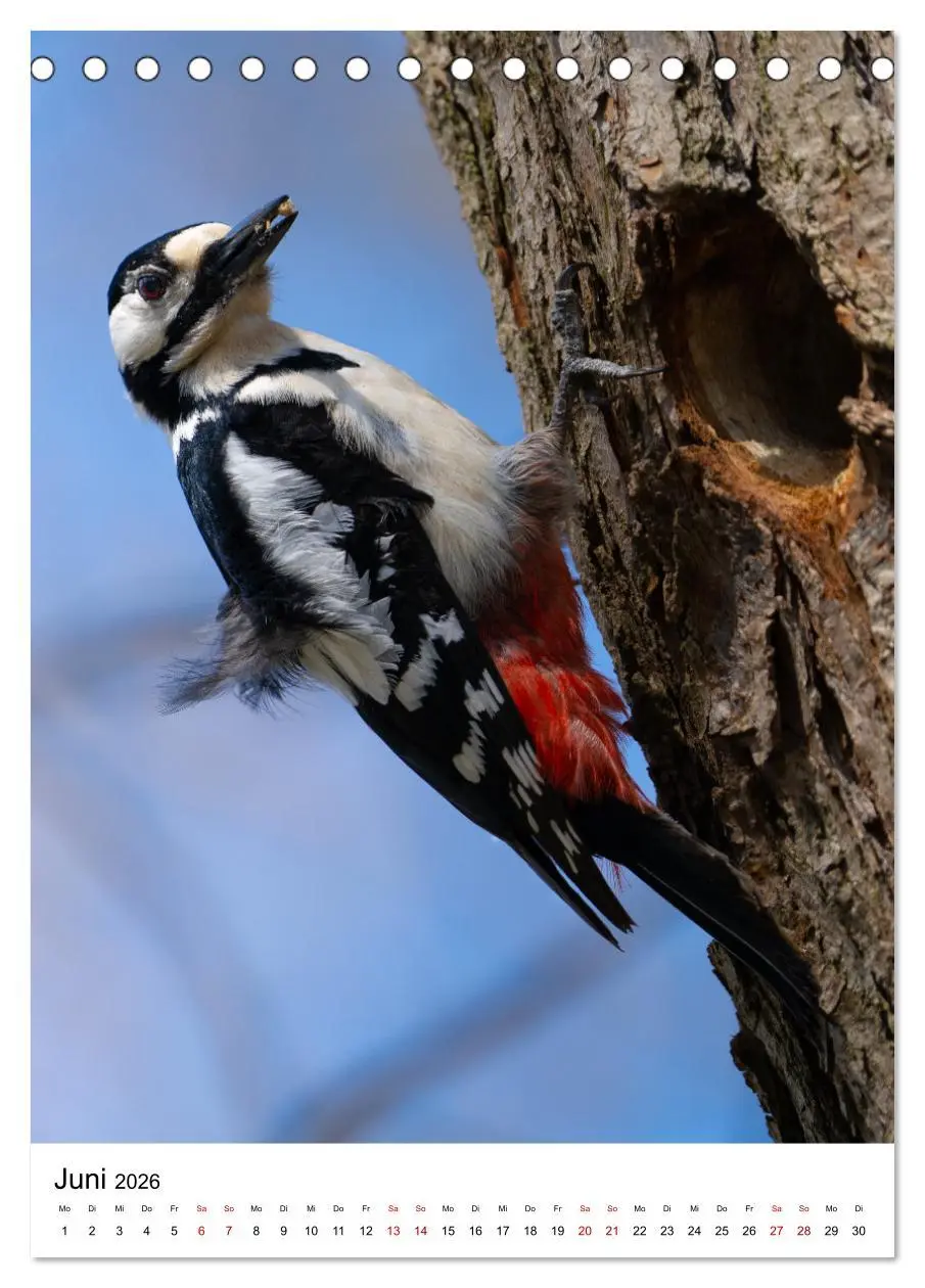 Bild: 9783516335569 | Heimische Vögel in Ihren Gärten (Tischkalender 2026 DIN A5 hoch),...