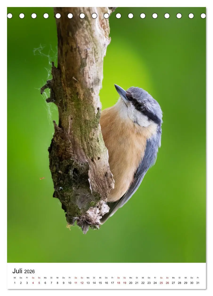 Bild: 9783516335569 | Heimische Vögel in Ihren Gärten (Tischkalender 2026 DIN A5 hoch),...