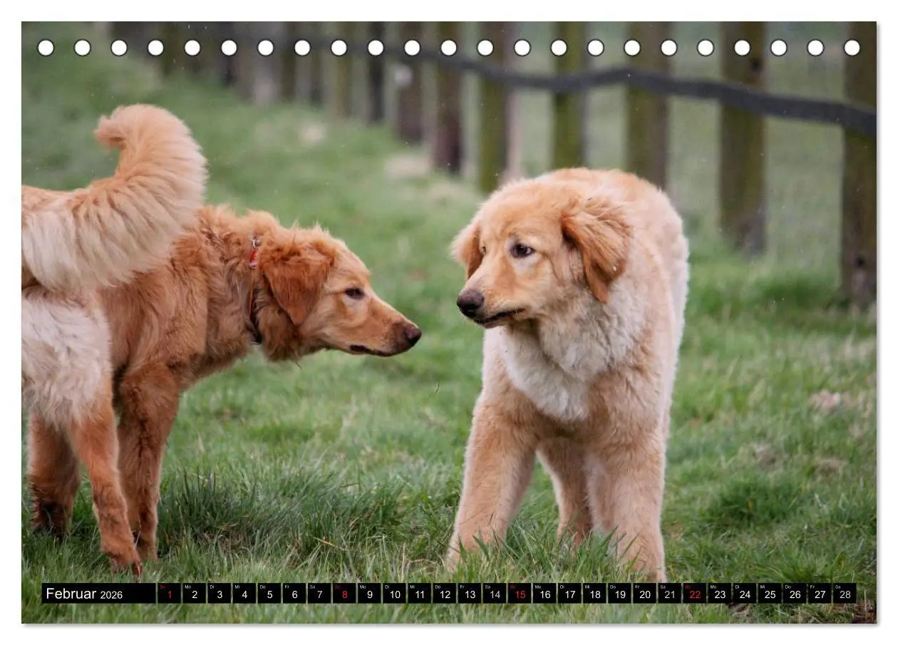 Bild: 9783516185669 | Hovawart - natürlich blond (Tischkalender 2026 DIN A5 quer),...