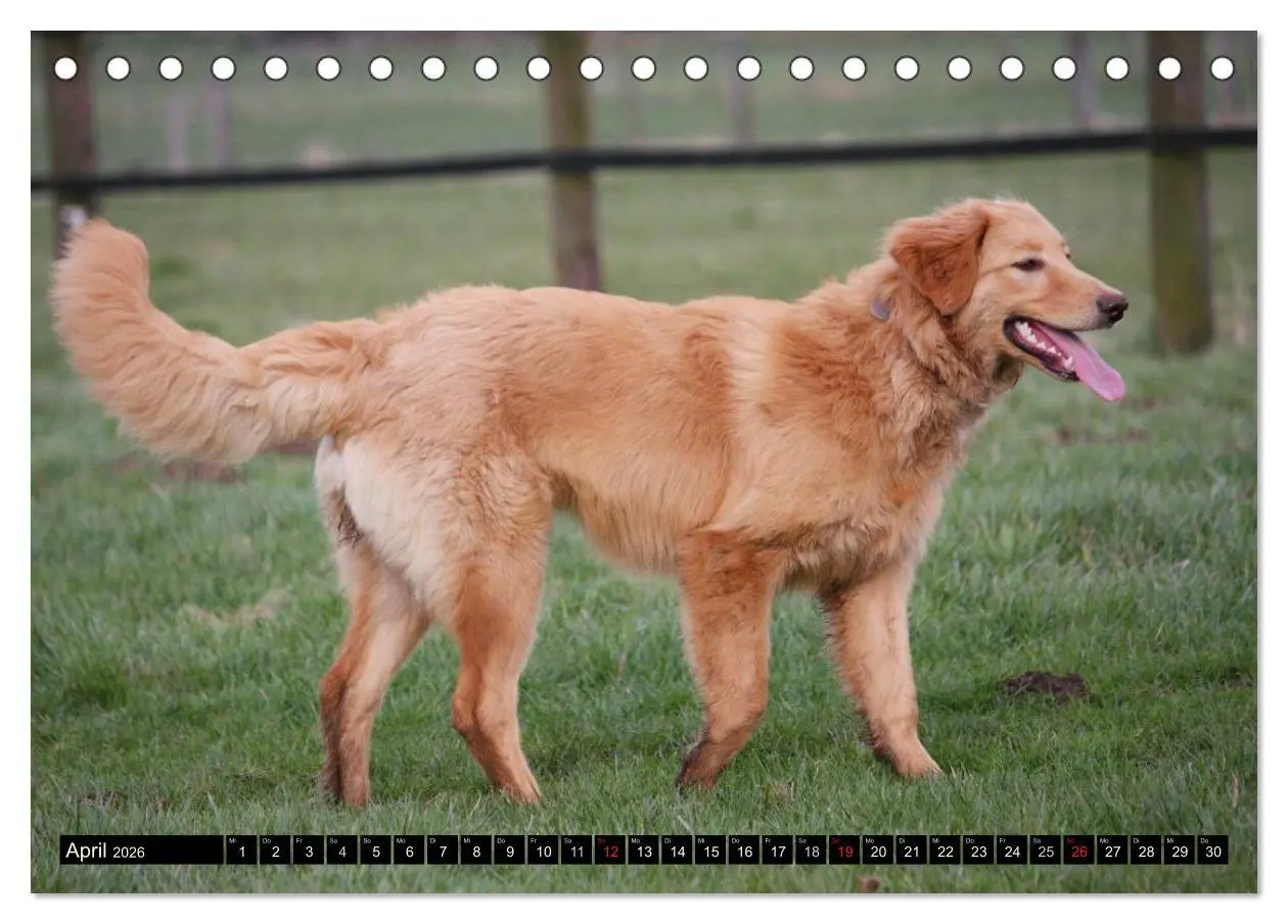 Bild: 9783516185669 | Hovawart - natürlich blond (Tischkalender 2026 DIN A5 quer),...