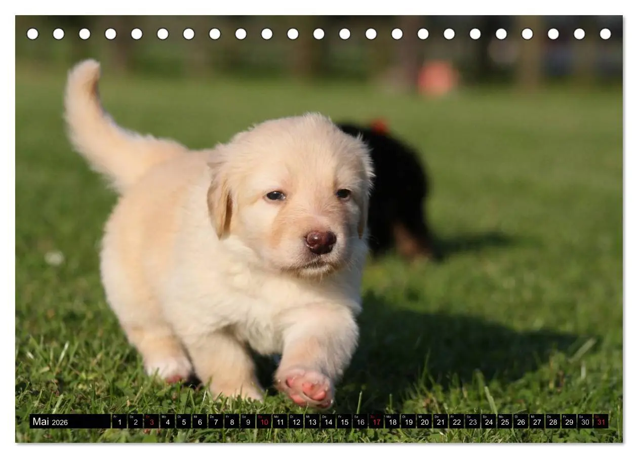 Bild: 9783516185669 | Hovawart - natürlich blond (Tischkalender 2026 DIN A5 quer),...
