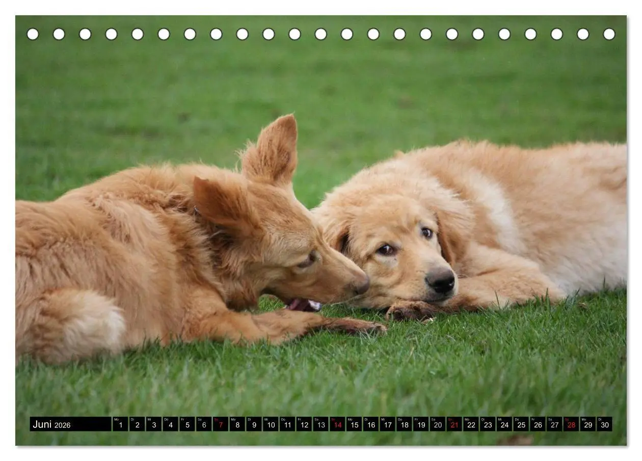 Bild: 9783516185669 | Hovawart - natürlich blond (Tischkalender 2026 DIN A5 quer),...