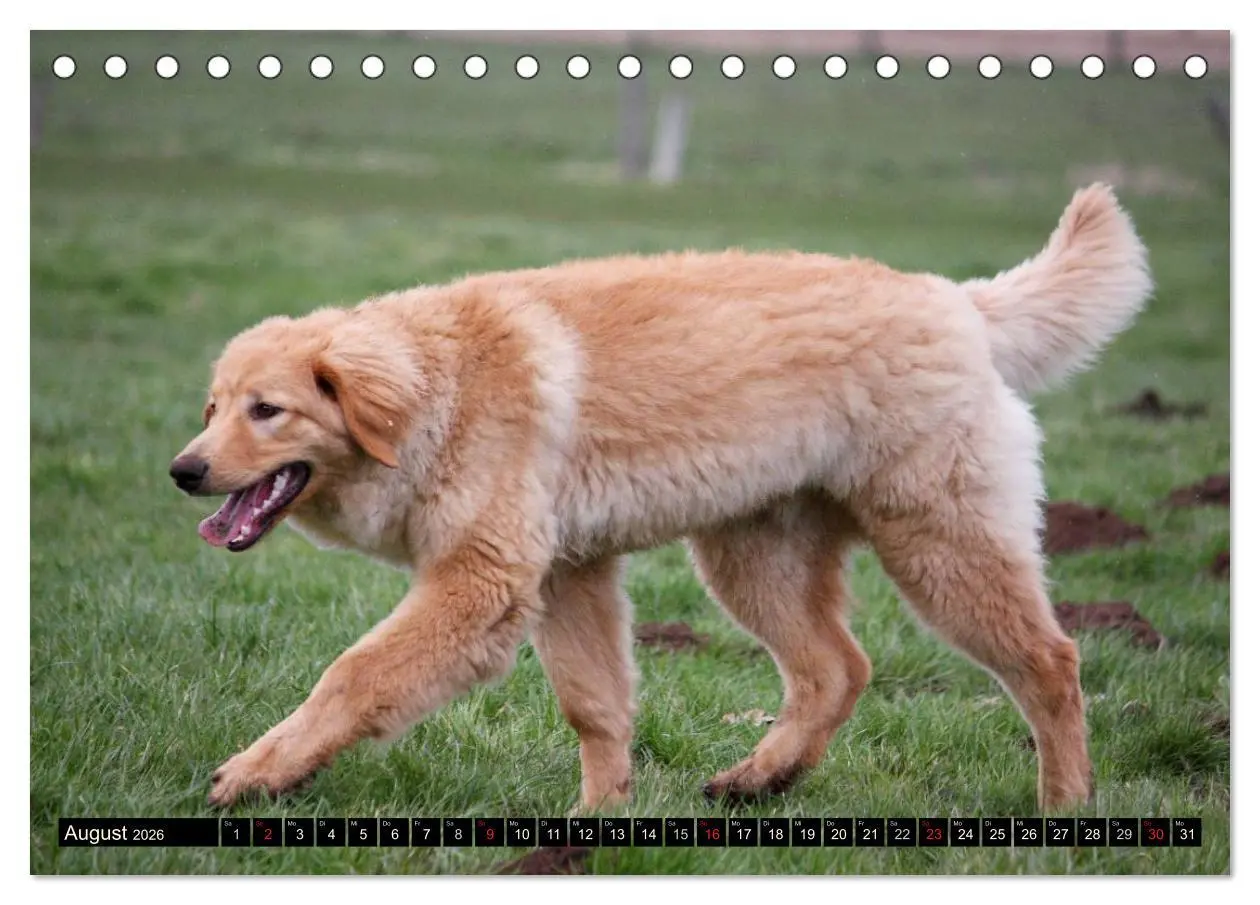 Bild: 9783516185669 | Hovawart - natürlich blond (Tischkalender 2026 DIN A5 quer),...