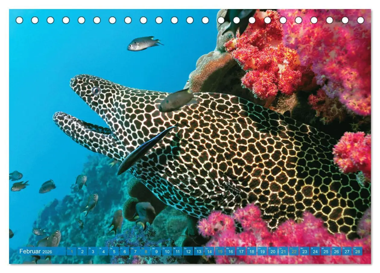 Bild: 9783457465769 | Planet Wasser: Von wegen Planet Erde (Tischkalender 2026 DIN A5...