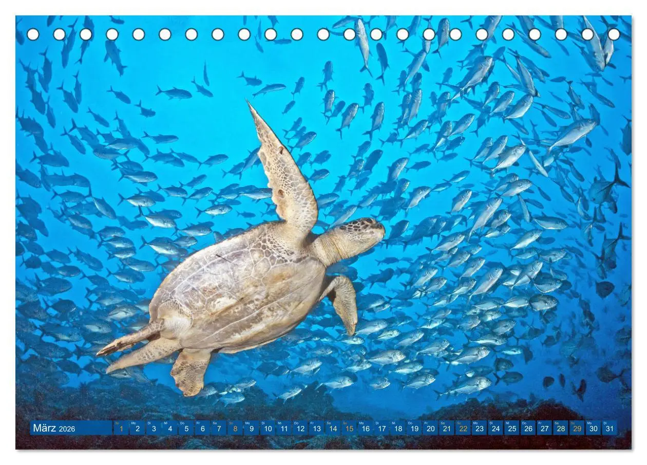Bild: 9783457465769 | Planet Wasser: Von wegen Planet Erde (Tischkalender 2026 DIN A5...