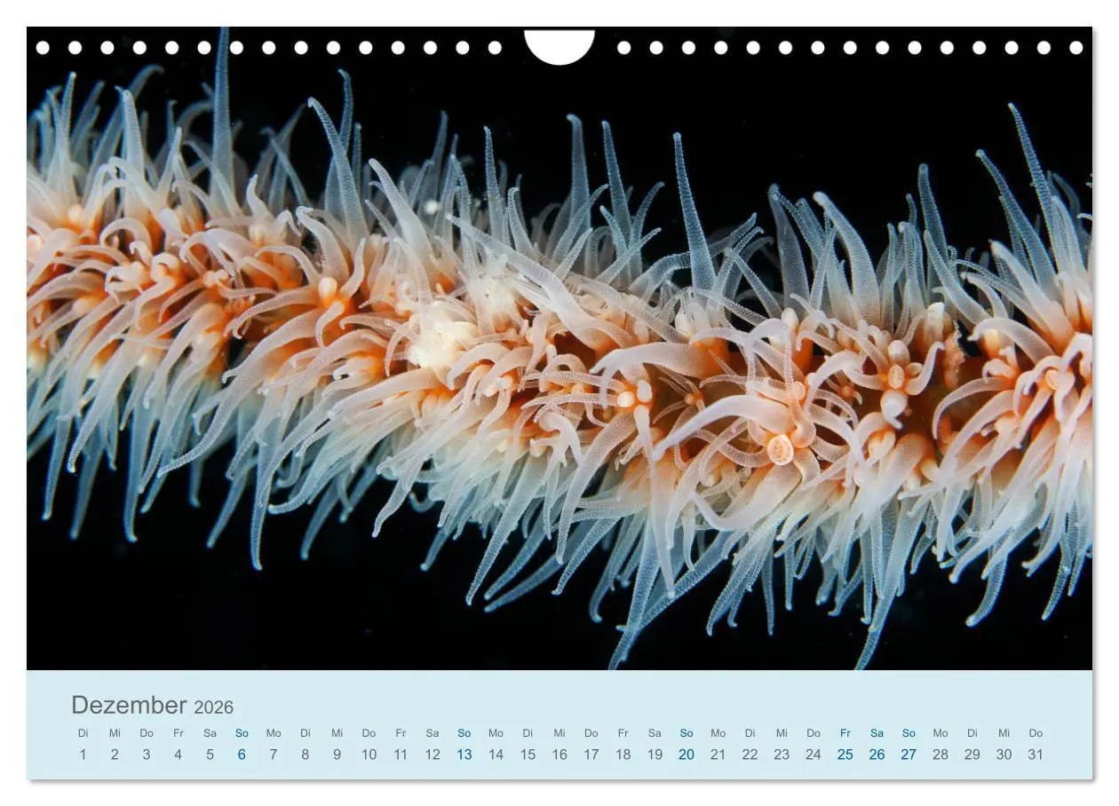 Bild: 9783457775769 | Abenteuer Unterwasser (Wandkalender 2026 DIN A4 quer), CALVENDO...