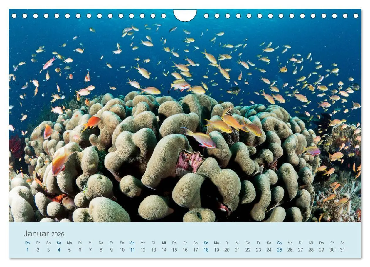 Bild: 9783457775769 | Abenteuer Unterwasser (Wandkalender 2026 DIN A4 quer), CALVENDO...
