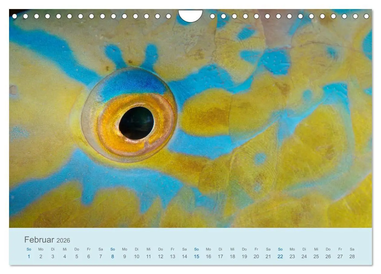 Bild: 9783457775769 | Abenteuer Unterwasser (Wandkalender 2026 DIN A4 quer), CALVENDO...