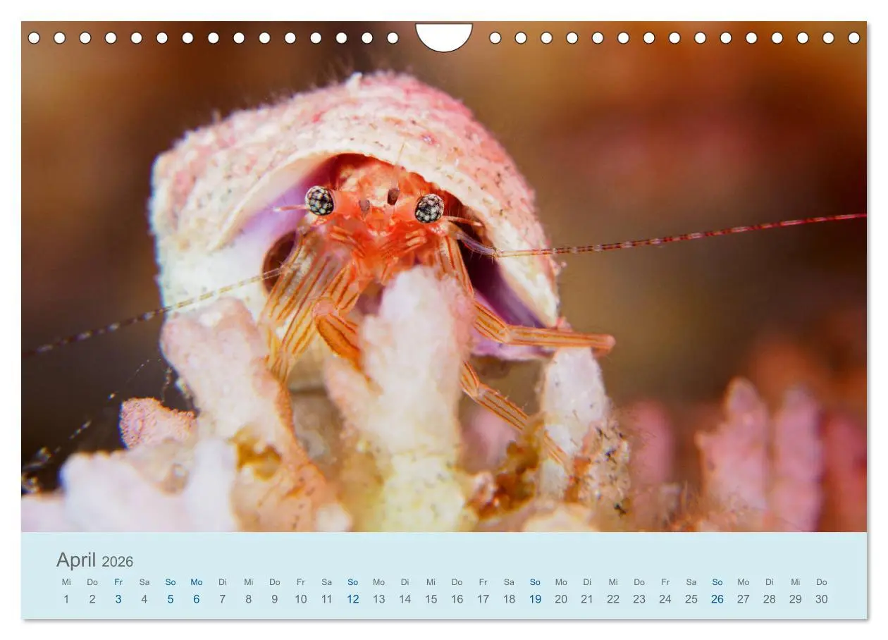 Bild: 9783457775769 | Abenteuer Unterwasser (Wandkalender 2026 DIN A4 quer), CALVENDO...