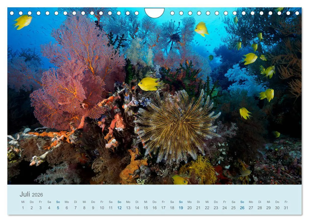 Bild: 9783457775769 | Abenteuer Unterwasser (Wandkalender 2026 DIN A4 quer), CALVENDO...