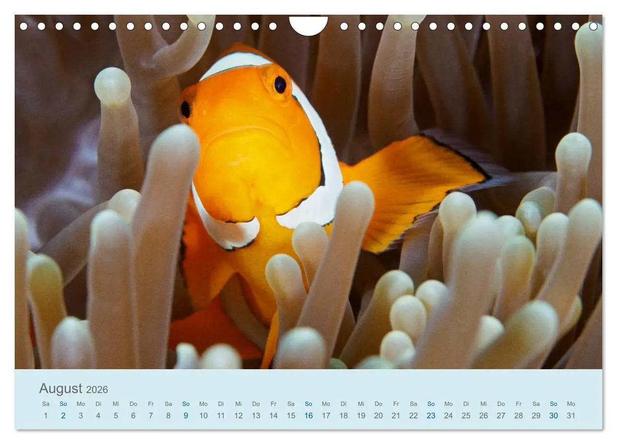 Bild: 9783457775769 | Abenteuer Unterwasser (Wandkalender 2026 DIN A4 quer), CALVENDO...