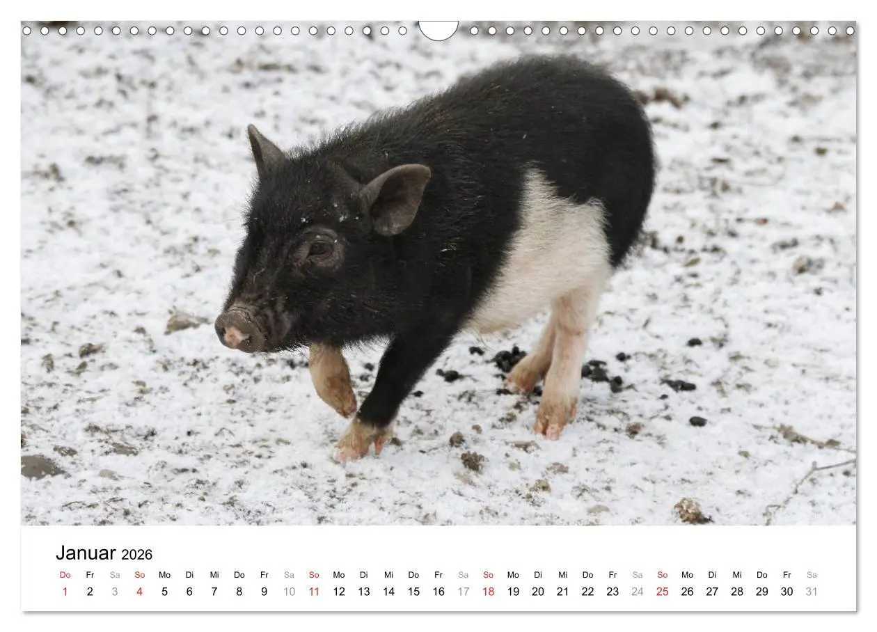 Bild: 9783516175769 | Schwein gehabt! (Wandkalender 2026 DIN A3 quer), CALVENDO...