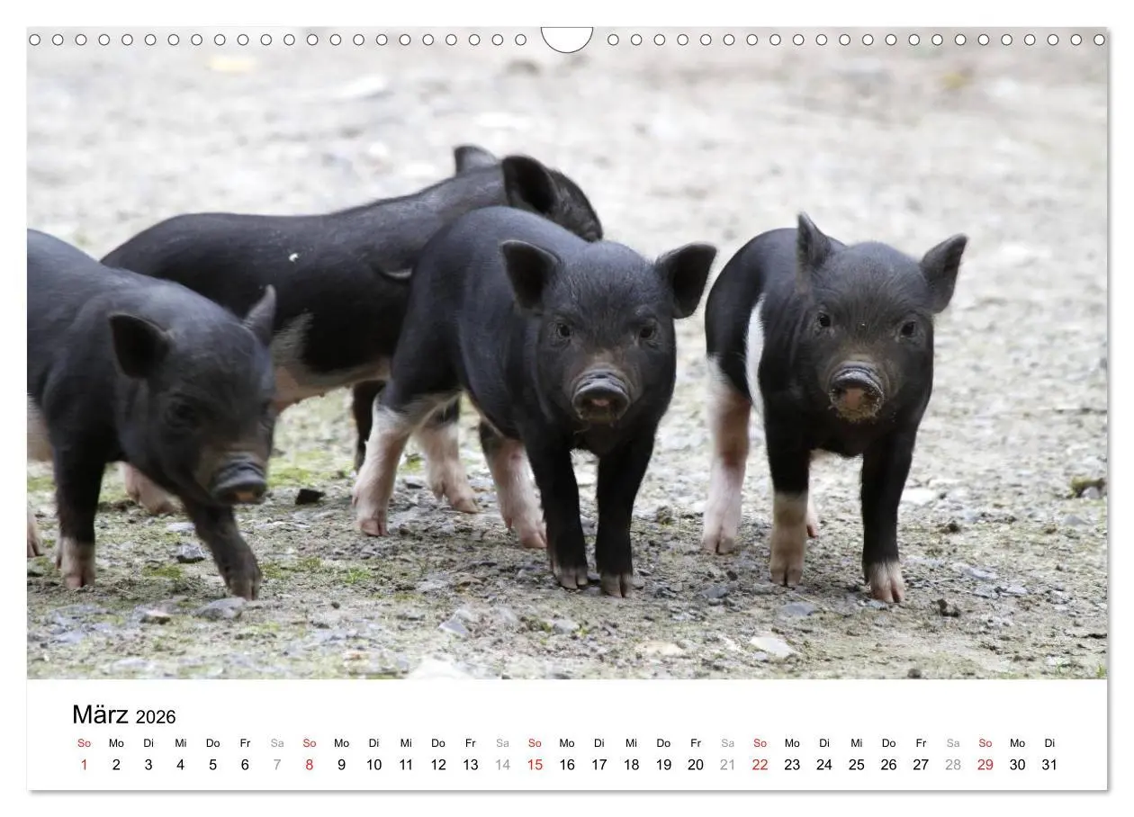 Bild: 9783516175769 | Schwein gehabt! (Wandkalender 2026 DIN A3 quer), CALVENDO...