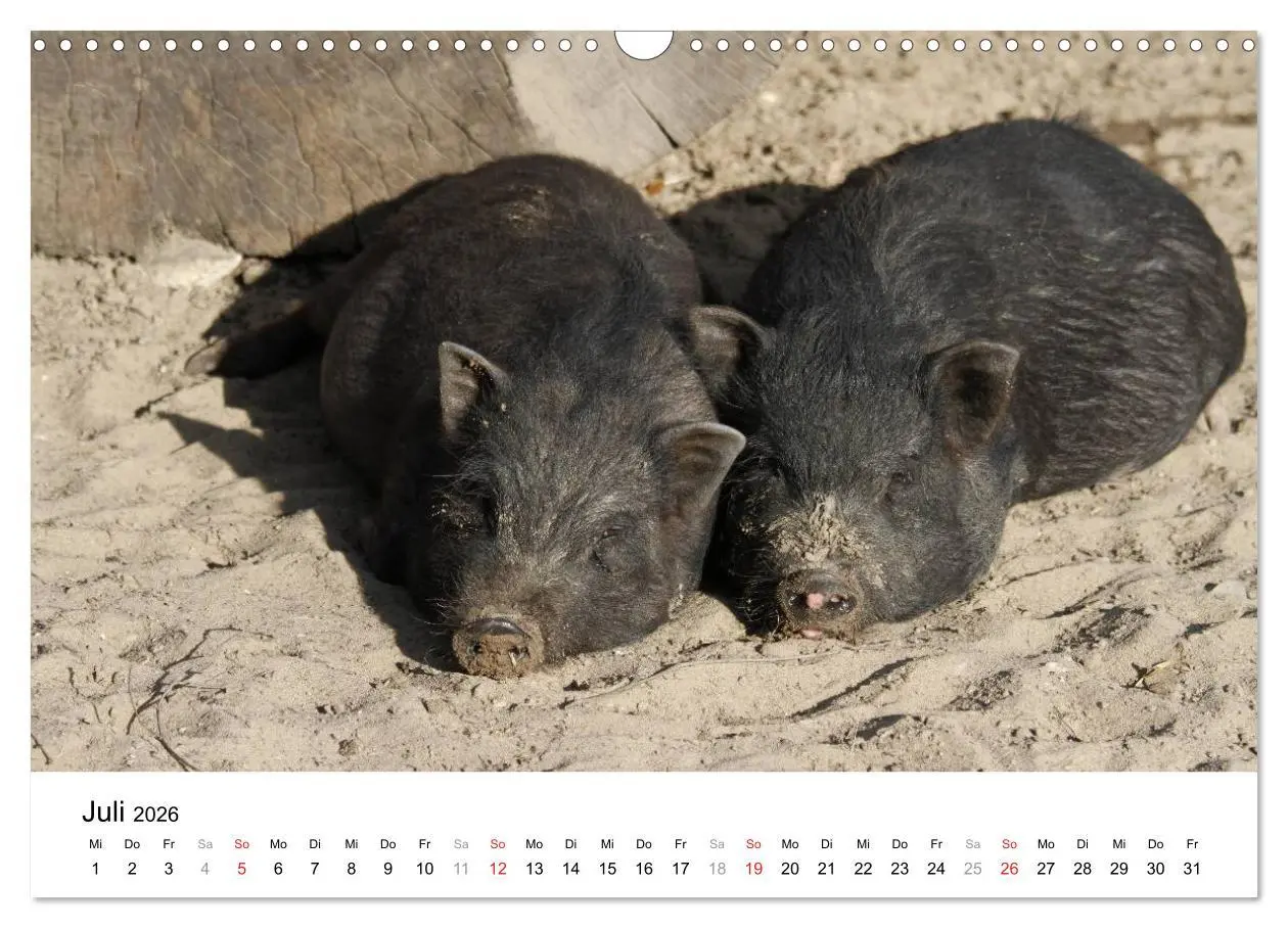Bild: 9783516175769 | Schwein gehabt! (Wandkalender 2026 DIN A3 quer), CALVENDO...