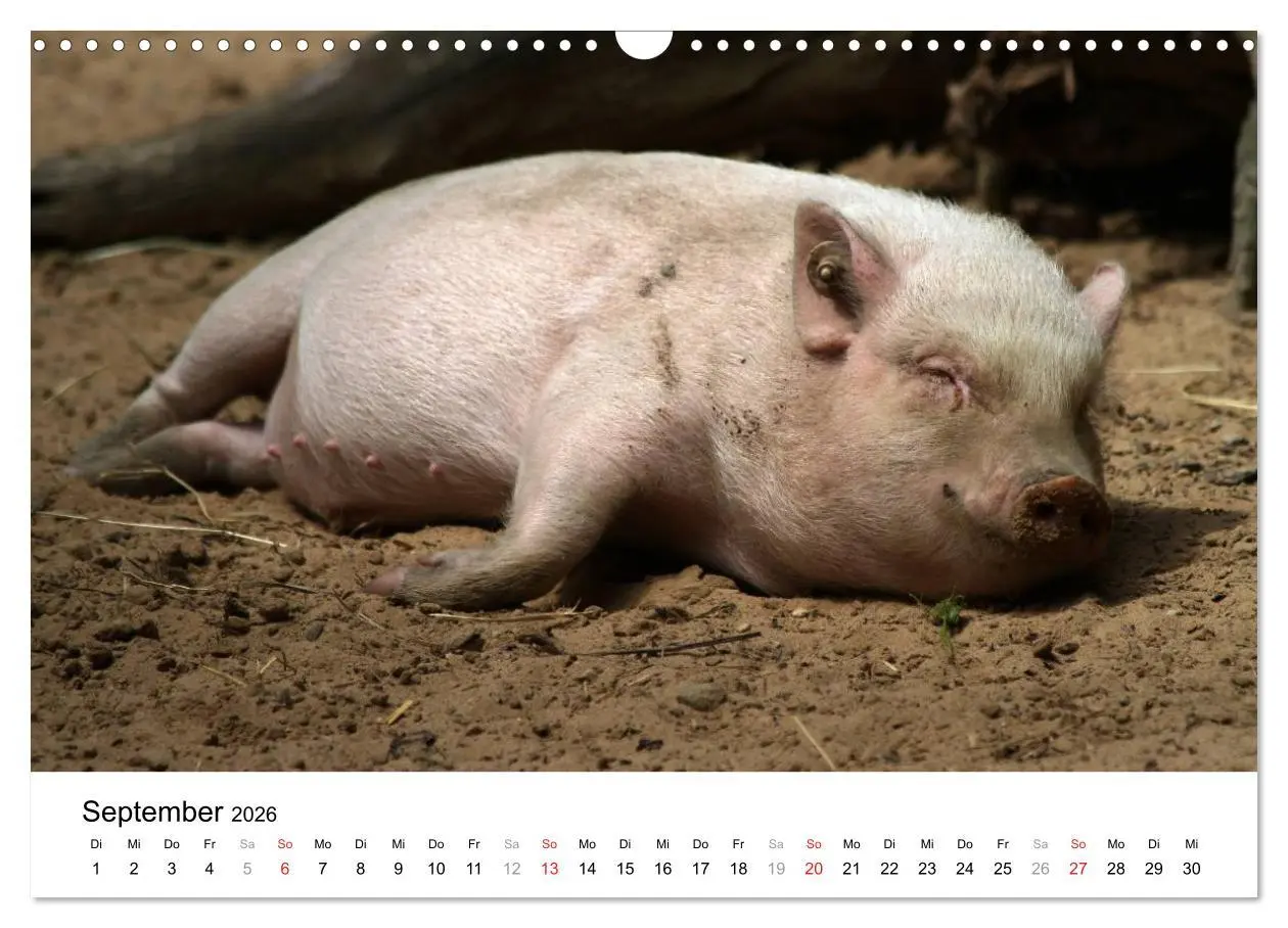 Bild: 9783516175769 | Schwein gehabt! (Wandkalender 2026 DIN A3 quer), CALVENDO...