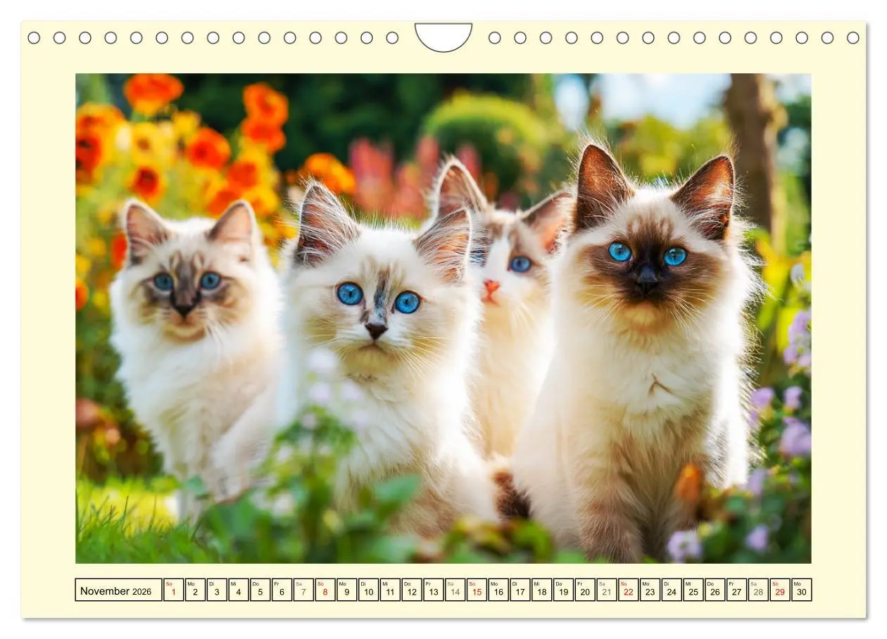 Bild: 9783516095869 | Liebliche Ragdolls. Katzen-Schönheiten in ihrer grünen Oase...