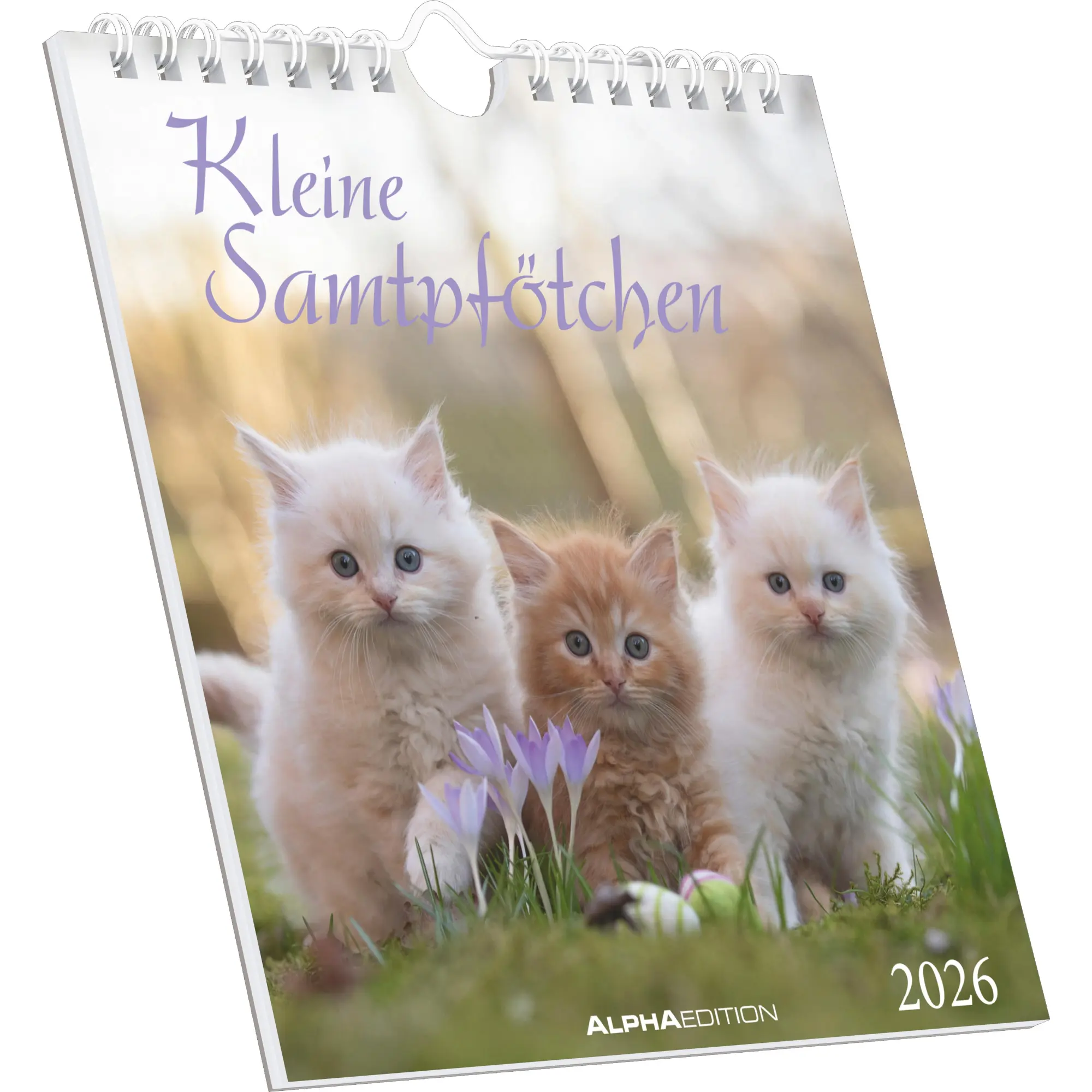 Cover: 4069095005969 | Kleine Samtpfötchen 2026 - Postkartenkalender 16x17 cm - Katzen -...