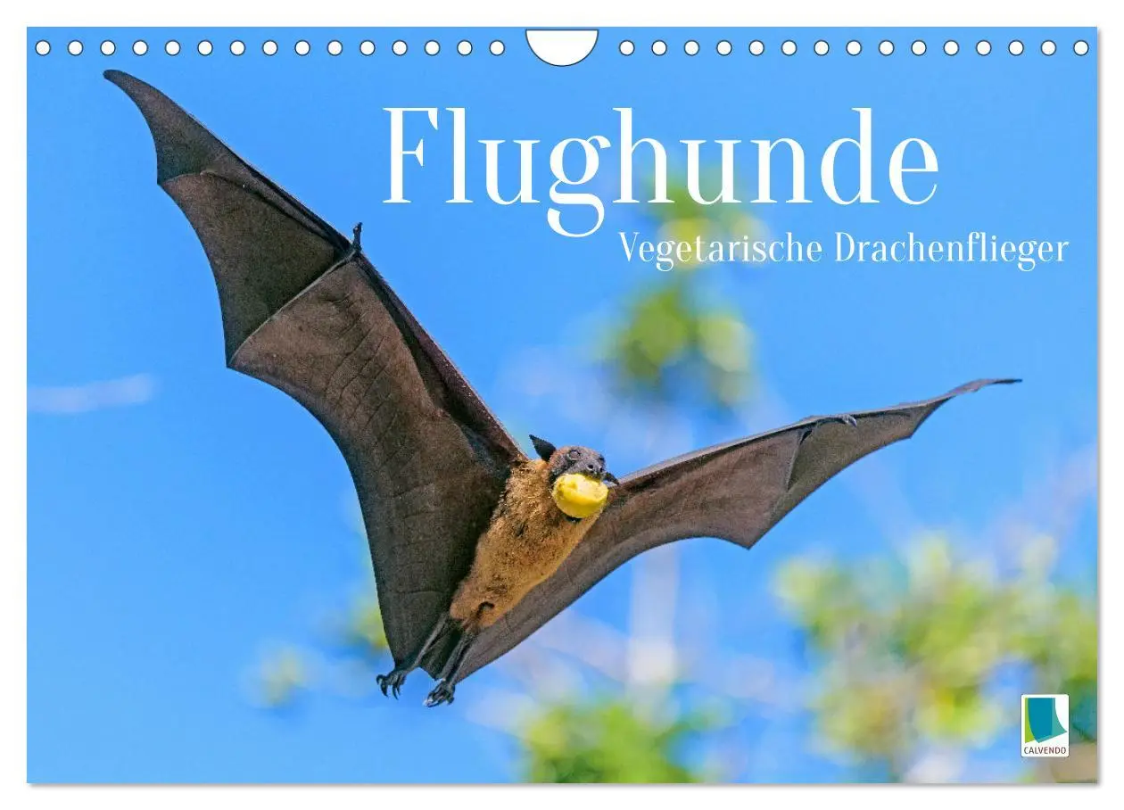Cover: 9783457336069 | Flughunde: Vegetarische Drachenflieger (Wandkalender 2026 DIN A4...