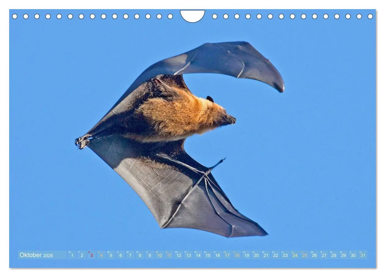 Bild: 9783457336069 | Flughunde: Vegetarische Drachenflieger (Wandkalender 2026 DIN A4...