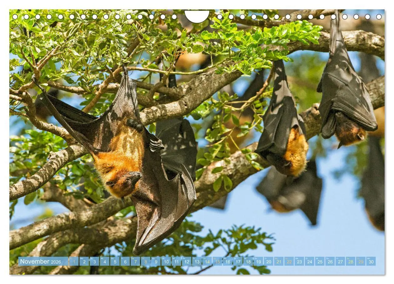 Bild: 9783457336069 | Flughunde: Vegetarische Drachenflieger (Wandkalender 2026 DIN A4...