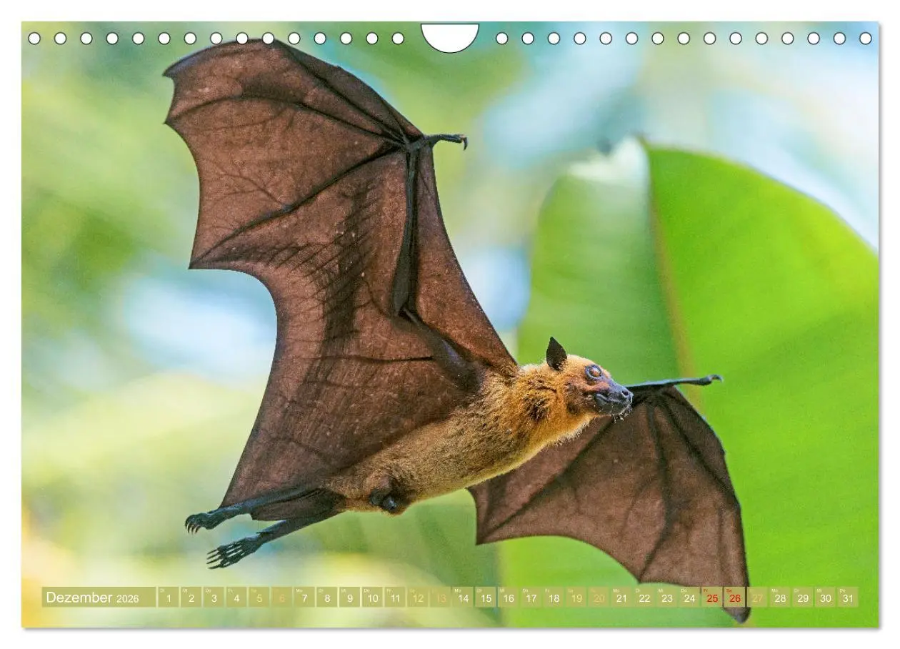 Bild: 9783457336069 | Flughunde: Vegetarische Drachenflieger (Wandkalender 2026 DIN A4...
